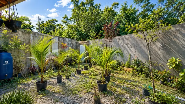 Canteiros com palmeiras plantadas ao longo do muro