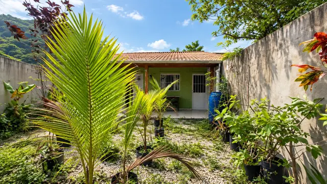 Palmeiras plantadas em vasos no quintal da casa